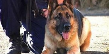 23,5 κιλά χασίς επιχείρησε να περάσει από την Ηγουμενίτσα 32χρονος Αλβανός