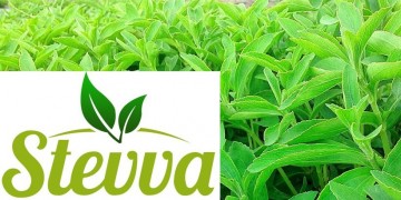 Πώς χωράφια με στέβια στα Γιαννιτσά έφτασαν στη Wall Street