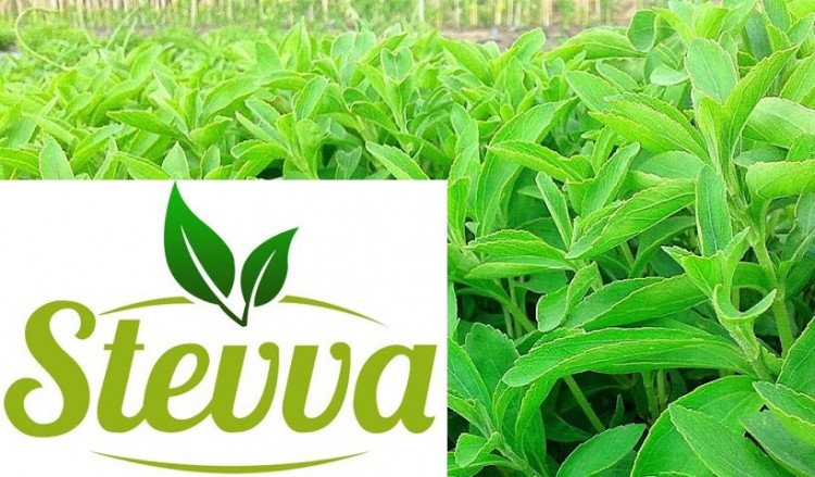 Πώς χωράφια με στέβια στα Γιαννιτσά έφτασαν στη Wall Street