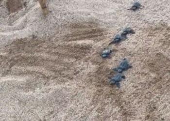 Χελωνάκια καρέτα-καρέτα τη στιγμή που μπαίνουν στη θάλασσα (βίντεο)