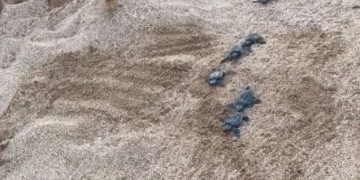 Χελωνάκια καρέτα-καρέτα τη στιγμή που μπαίνουν στη θάλασσα (βίντεο)