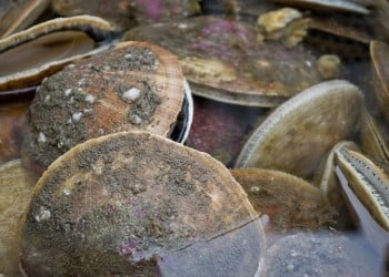 ΕΦΕΤ: Διευκρινίσεις για κατάσχεση ακατάλληλων οστρακοειδών