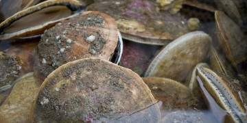 ΕΦΕΤ: Διευκρινίσεις για κατάσχεση ακατάλληλων οστρακοειδών