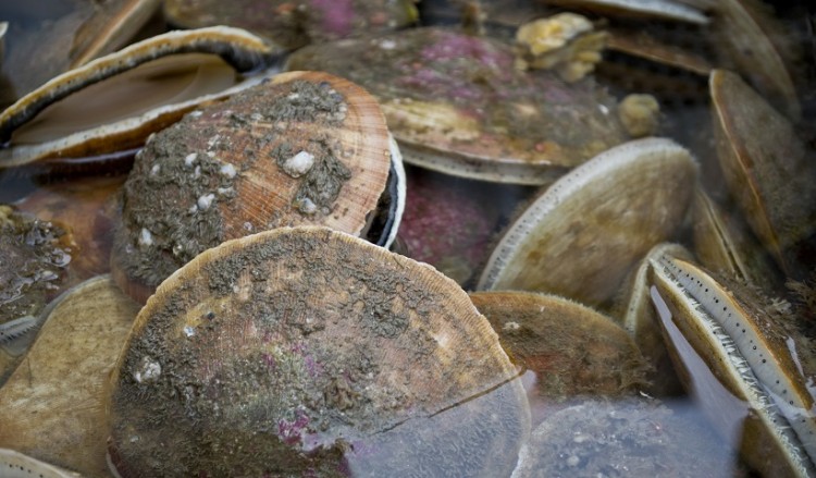 ΕΦΕΤ: Διευκρινίσεις για κατάσχεση ακατάλληλων οστρακοειδών