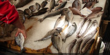 Καθησυχαστικό το ΕΛΚΕΘΕ για τα ψάρια στον Σαρωνικό