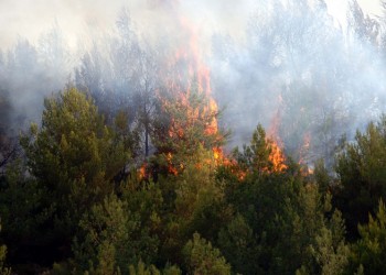 Φωτιά στην Αισύμη Έβρου – Ενισχύθηκαν οι πυροσβεστικές δυνάμεις