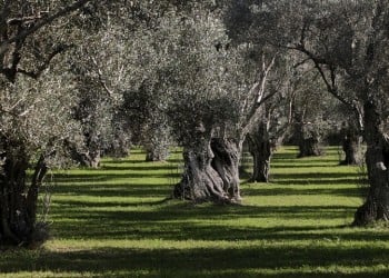 Το ελαιόλαδο και οι ελιές προστατεύουν από το οξειδωτικό στρες