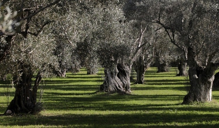 Το ελαιόλαδο και οι ελιές προστατεύουν από το οξειδωτικό στρες