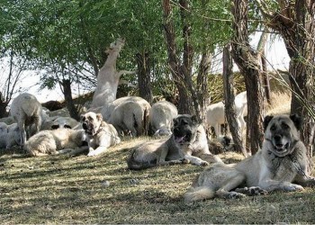 Κανγκάλ: Ο ατρόμητος φύλακας της Σεβάστειας του Πόντου