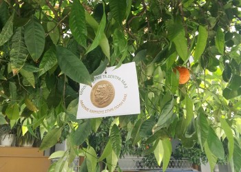 Αστικοί οπωρώνες; – Ο Δήμος Ηρακλείου το επιχείρησε με το μπόλιασμα των νεραντζιών