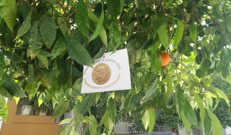 Αστικοί οπωρώνες; – Ο Δήμος Ηρακλείου το επιχείρησε με το μπόλιασμα των νεραντζιών