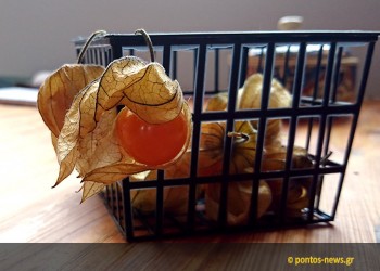 Η εξωτική «χρυσή φράουλα» και στην Αμισό του Πόντου