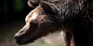 Σε βαθιά αρκουδίσια γεράματα πέθανε ο Μήτσος, ο μεγάλος δραπέτης