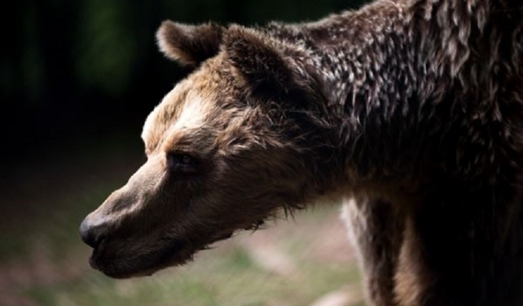 Σε βαθιά αρκουδίσια γεράματα πέθανε ο Μήτσος, ο μεγάλος δραπέτης