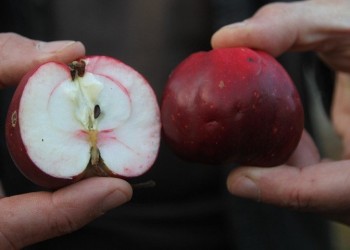 Στο Αρνταχάν του ανατολικού Πόντου έχει μήλα που δεν μοιάζουν με τα άλλα!