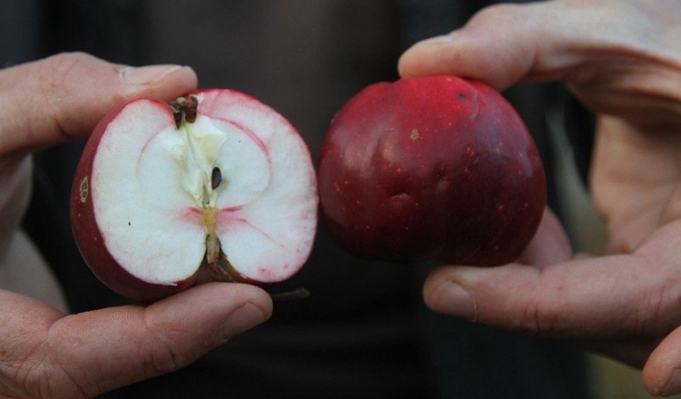 Στο Αρνταχάν του ανατολικού Πόντου έχει μήλα που δεν μοιάζουν με τα άλλα!