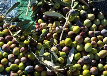 Η υψηλή διατροφική αξία της ελιάς