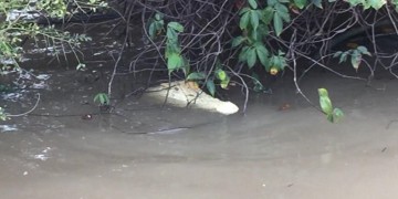 Σπάνιος λευκός κροκόδειλος σε ποτάμι της βόρειας Αυστραλίας (βίντεο)