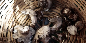 Τα άγρια μανιτάρια της ελληνικής αγοράς