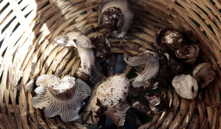 Τα άγρια μανιτάρια της ελληνικής αγοράς