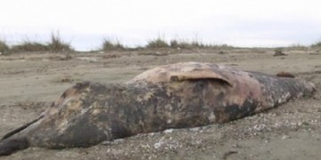 Αλεξανδρούπολη: Αρχαίο είδος φάλαινας ξεβράστηκε στην παραλία του Απαλού