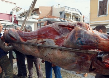 Αλεξανδρούπολη: Οι Φεριώτες σούβλισαν και φέτος «τον μόσχο τον σιτευτό»