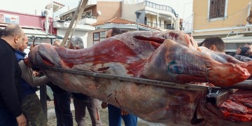 Αλεξανδρούπολη: Οι Φεριώτες σούβλισαν και φέτος «τον μόσχο τον σιτευτό»