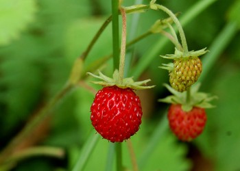Χαμούφτα, η φράουλα του Ιούνη στα βουνά του Πόντου - Cover Image