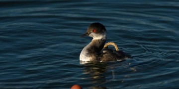 Καστοριά: Διέσωσαν μαυροβουτηχτάρι που μπλέχτηκε σε δίχτυ ψαρά (βίντεο)