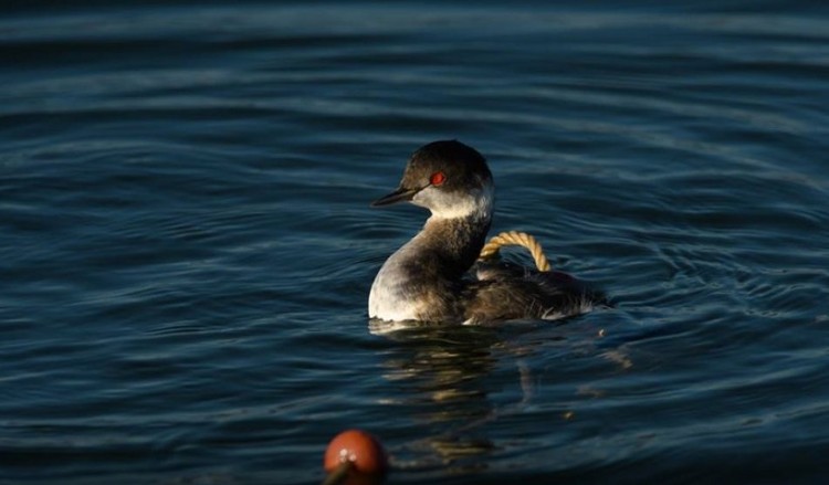 Καστοριά: Διέσωσαν μαυροβουτηχτάρι που μπλέχτηκε σε δίχτυ ψαρά (βίντεο)