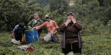 Η σφυριχτή γλώσσα της Κερασούντας θα διδάσκεται στο πανεπιστήμιο!
