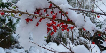 Τι καιρό θα κάνει τα Χριστούγεννα – Χιόνια και βροχές μέχρι την παραμονή