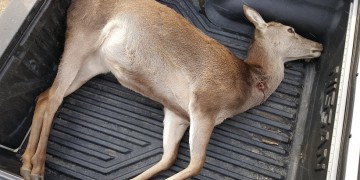 Στο Νυμφαίο σκότωσαν ελάφι – Το είδος κινδυνεύει με εξαφάνιση στην Ελλάδα