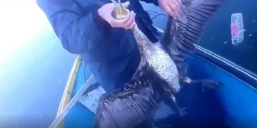 Καστοριά: Διάσωση κορμοράνου στη λίμνη (βίντεο)