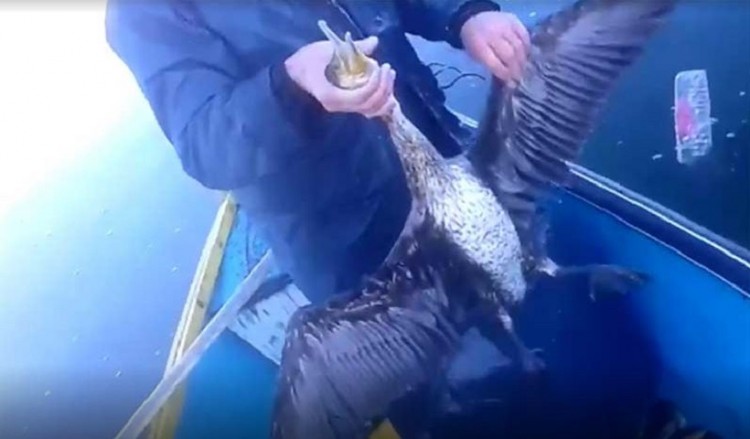 Καστοριά: Διάσωση κορμοράνου στη λίμνη (βίντεο)