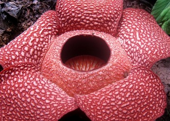 Rafflesia arnoldii: Το σπάνιο εθνικό φυτό της Ινδονησίας