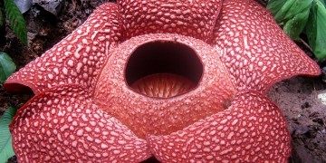 Rafflesia arnoldii: Το σπάνιο εθνικό φυτό της Ινδονησίας