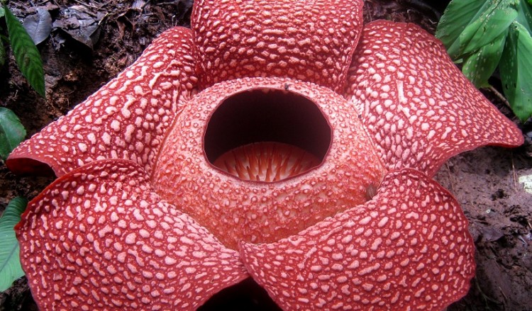 Rafflesia arnoldii: Το σπάνιο εθνικό φυτό της Ινδονησίας