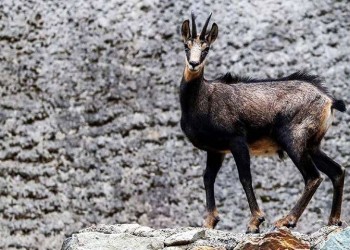 Τα αγραίγιδα της Αργυρούπολης του Πόντου (φωτο)