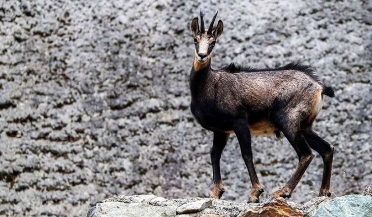 Τα αγραίγιδα της Αργυρούπολης του Πόντου (φωτο)