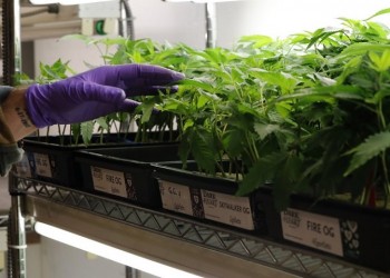 Φαρμακευτική κάνναβη: Καναδική εταιρεία επενδύει με 50.000 στρέμματα στην Ξάνθη