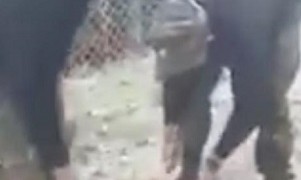 Αναγνωρίστηκαν οι οπλίτες που κακοποίησαν το σκυλί – ΕΔΕ από το ΓΕΣ