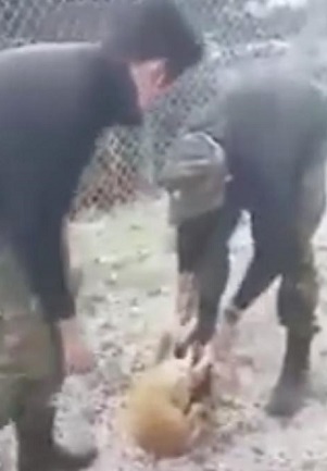 Αναγνωρίστηκαν οι οπλίτες που κακοποίησαν το σκυλί – ΕΔΕ από το ΓΕΣ