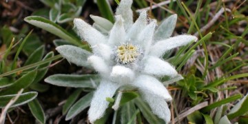 Εντελβάις, το αιώνιο λουλούδι των Άλπεων