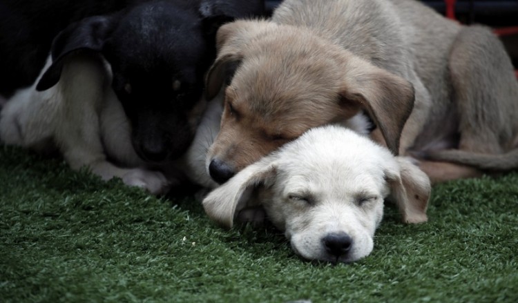 Αποσύρεται από τη διαβούλευση το νομοσχέδιο για τα ζώα συντροφιάς