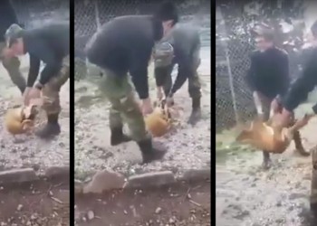 Στρατιώτες πέταξαν ζωντανό σκύλο σε γκρεμό – Αυστηρές ποινές ζητεί ο Καμμένος από το ΓΕΣ