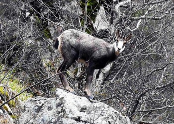 Με νύχια και με δόντια προστατεύουν τα αγραίγιδα στον Πόντο