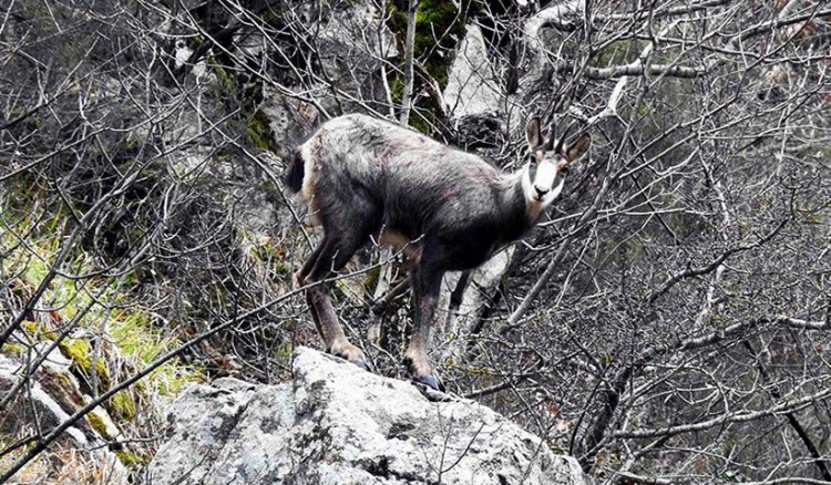 Με νύχια και με δόντια προστατεύουν τα αγραίγιδα στον Πόντο