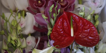 Τα λουλούδια που στολίζουν τον Επιτάφιο και γιατί επιλέγονται