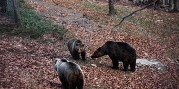 Αρκτούρος: Ξύπνησαν οι αρκούδες από τη χειμερία νάρκη